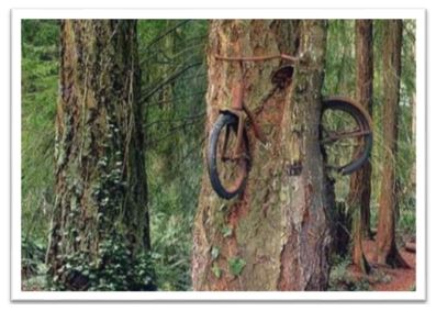 SCATTANTI: La bicicletta mangiata dall'albero