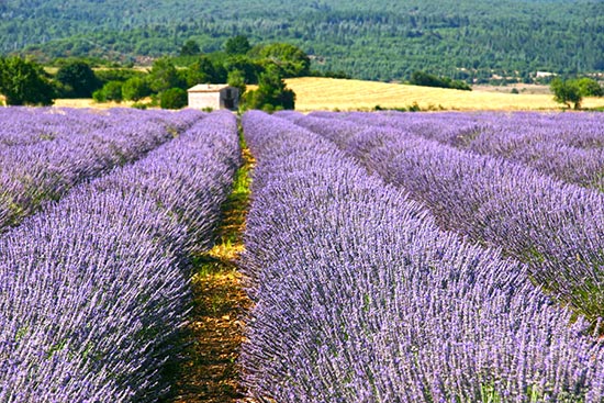 Tour: profumo di Lavanda in Provenza