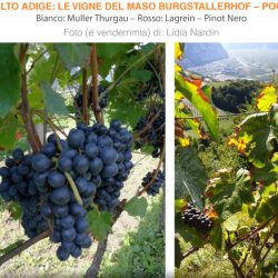 [Scattanti] La Vendemmia in Alto Adige